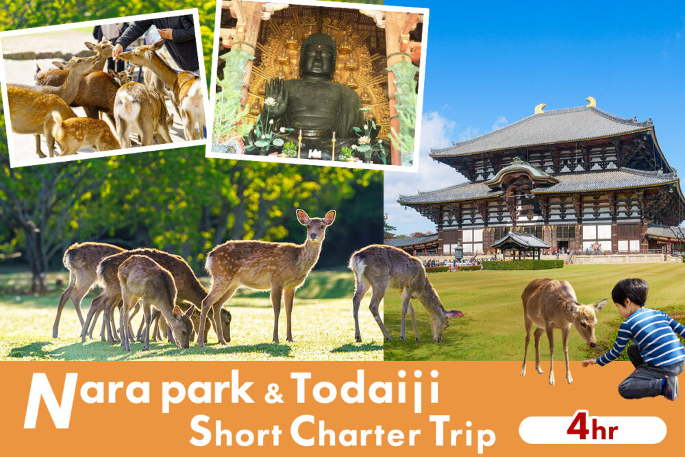 Nara Park & Todaiji Short Charter from Osaka Hotel  (4 Hours)